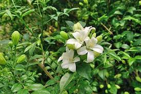 Image result for Maerua paniculata
