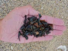 Manasota Key I Love Shelling Shark Teeth Nice Teeth Shark