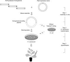 Image result for Rhizobium radiobacter, syn. Agrobacterium tumefaciens