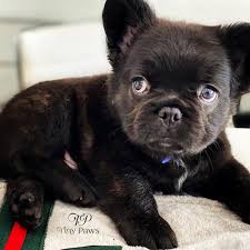We did not find results for: Baluga Rare Fluffy French Bulldog Puppy Tiny Paws