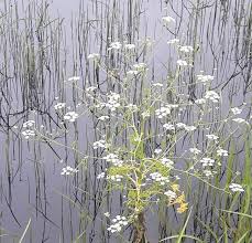 Image result for Oenanthe