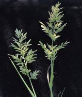 Image result for Eragrostis moggii