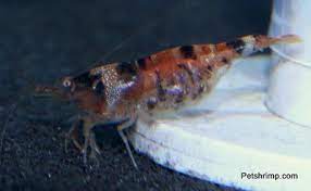 Petshrimp Com Freshwater Shrimp Hub Of The World