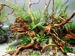 Top des plantes sans substrat pour décorer un. Comment Realiser Son Premier Aquarium Aquascaping