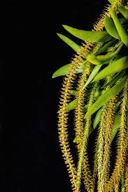 Image result for Oberonia