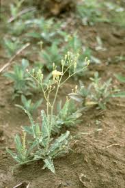 Image result for Launaea