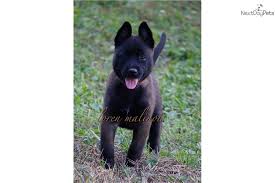 Easy to train and live with. Belgian Malinois For Sale Florida Petfinder