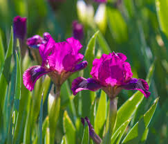 The bearded iris (iris germanica) is arguably the most popular of the types, and among the easiest to grow. Iris Plants Tips For Growing Iris