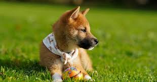 Find the best exchanges & brokers to buy shiba inu (shib) from. Why Is Shiba Inu Suddenly Skyrocketing Benzinga