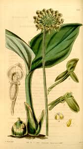 Image result for Malaxis prorepens