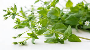 Image result for Stellaria