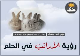 رؤية الأرانب في الحلم ثقف نفسك