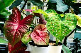 Caladium Growing Indoors In Pots Tropics Home Plants Caladium House Plants