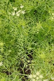 Image result for Agrocharis incognita