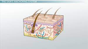 Maybe you would like to learn more about one of these? Basement Membrane Function Definition Structure Video Lesson Transcript Study Com