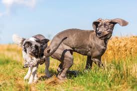 Whether you just arrived home with your very first dane pup or you're like us haven been smitten by the breed and starting out with a new puppy, this section is. Are Great Dane Puppies Clumsy Great Dane Care