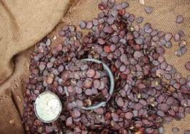 Image result for Scorodophloeus