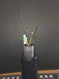 Image result for Polystachya malilaensis