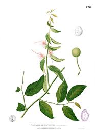 Image result for Capparis fascicularis