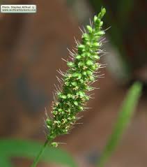Image result for Setaria verticillata