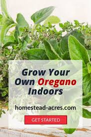 I show you how to over seed it as a planting method. How To Grow Oregano Indoors Homestead Acres
