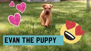 All dogs have the potential to develop genetic health problems as all breeds are susceptible to some things more than others. My Young Puppy 8 Weeks Old Shar Pei Lab Mix Youtube