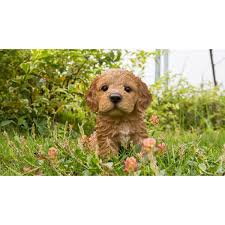 Check out our comprehensive look at cockapoo puppy colours. Hi Line Gift Ltd Sitting Cockapoo Puppy Statue Reviews Wayfair