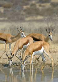 South Africa Springboks South African Animals Africa Wildlife African Animals