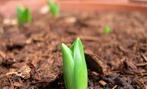 Choose a deep pot for their long roots (at least 20cm). How To Grow Garlic
