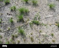 Image result for Orthanthera