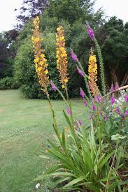 Image result for Wachendorfia