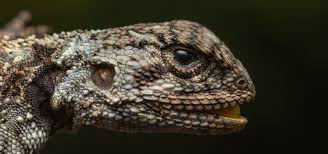 Image result for Xerophyta zambiana