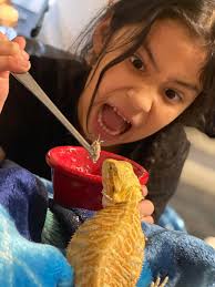 When your beardie is full but your daughter insists