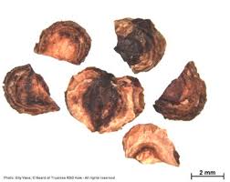 Image result for Hilsenbergia petiolaris