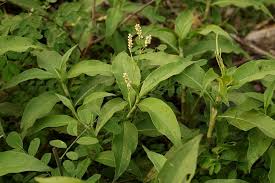 Image result for Persicaria barbata
