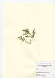 Image result for Najadaceae