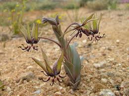 Image result for Ornithoglossum