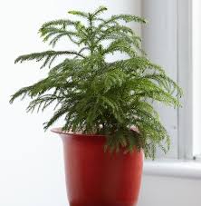 Morfologi atau ciri ciri cemara kipas dapat dilihat dari akar, batang,daun, bunga dan buah, berikut penjelasannya: Cemara Norfolk Tanaman Rumah Yang Cantik