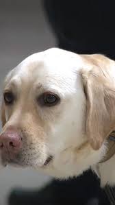K-9 unit visits York County school to kick off Catholic Schools Week