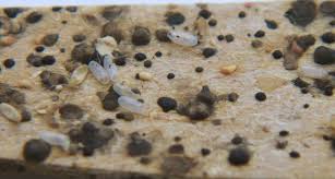 Image result for bed bugs droppings