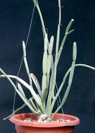 Image result for Cissus glaucophylla