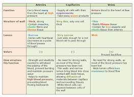Arteries And Veins Biology Notes Human Circulatory System