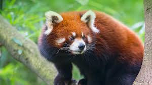 Garena free fire, a survival shooter game on mobile, breaking all the rules of a survival game. Red Panda San Diego Zoo Animals Plants