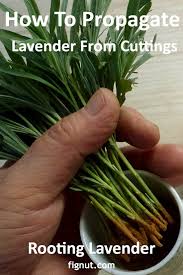 Lavender plants are best propagated by either softwood cuttings (the soft, flexible tips of shoots) or hardwood cuttings (segments of softwood cuttings are available in the spring; How To Propagate Lavender From Cuttings With Photos Video