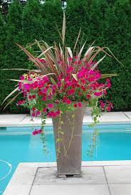 These containers love full sun and heat, and implementing these tips will help your garden coast smoothly through the dog days&mdash;calm, cool, and collected. Poolside Plantings Dirt Simple Container Gardening Flowers Container Plants Outdoor Flowers