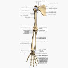Arm Bones Arm Bones Arm Anatomy Anatomy Bones