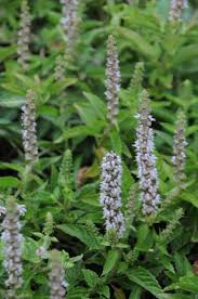 Image result for Platostoma montanum