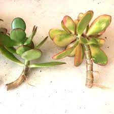 We did not find results for: Why Are My Jade Plant Leaves Turning Yellow And Falling Off Succulent Plant Care