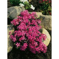 Kostenlose lieferung für viele artikel! Obi Garten Teppich Flammenblume Temiskaming Rot Topf O Ca 9 Cm X 9 Cm Phlox Kaufen Bei Obi