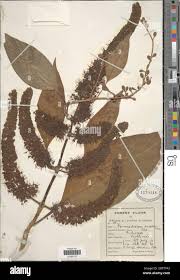 Image result for Hymenodictyon